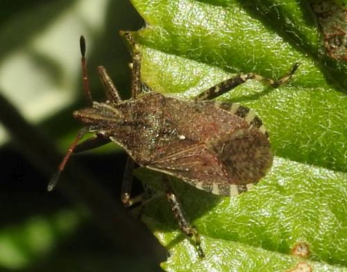 Réf. 283 316 : Ceraleptus gracilicornis